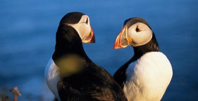 puffins